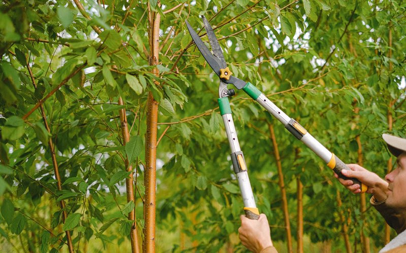 Tree trimming in Grangeville, ID